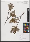 Foto von Salix L.